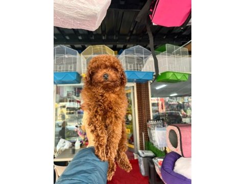 Toy poodle yavrular
