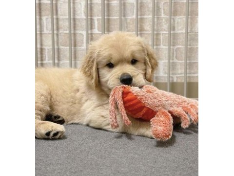Golden retriever adrese teslim hizmetimiz vardır