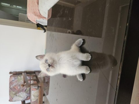 2 aylık safkan british shorthair