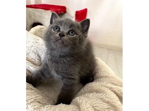 Scottish ve british yavru kedi