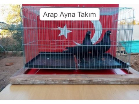 Arap ayna takım güvercin