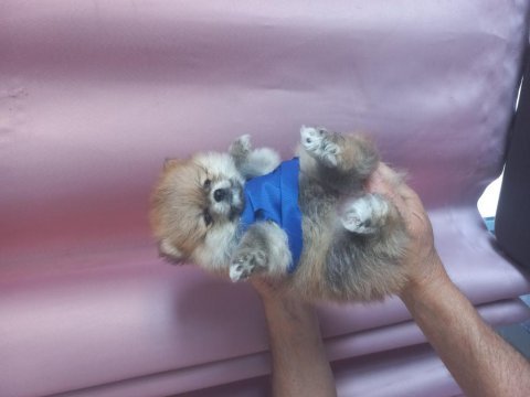 Pomeranian boo erkek a kalite
