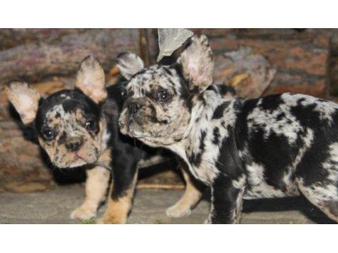 Süper kan blue merle - merle tan french bulldog yavruları