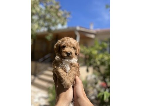 Uygun f2 maltipoo yavrular