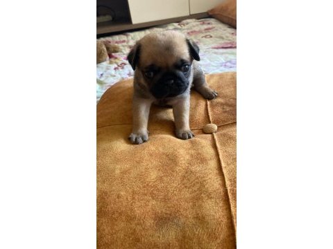 Yavru pug mops