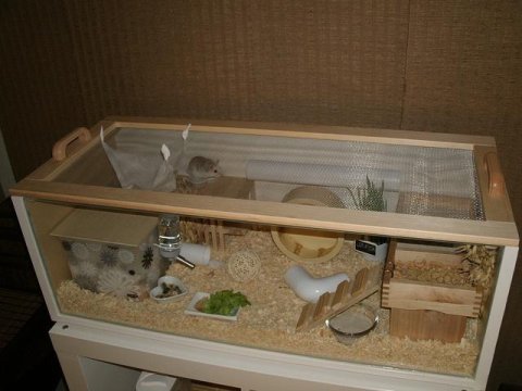 Hamster gonzales hamster bebekler tek ve toptan