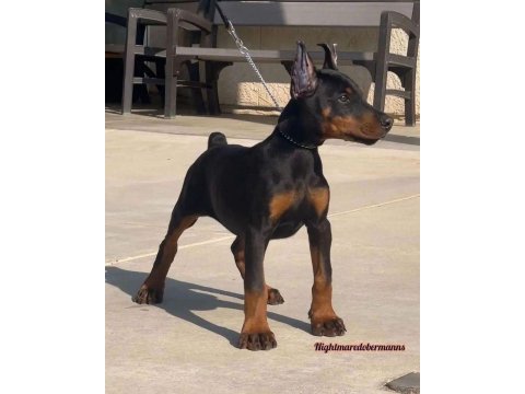 Baby kızıl siyah doberman