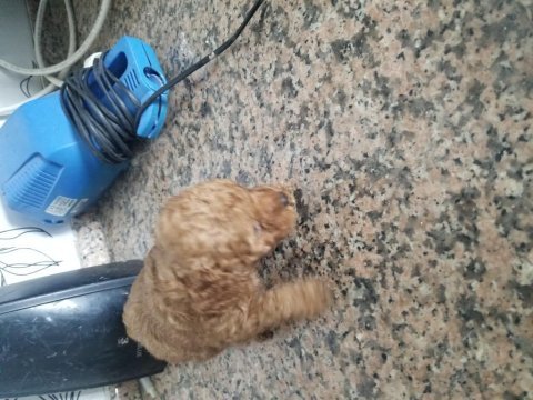 Toy poodle