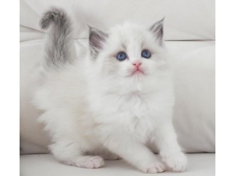 Full şecereli ragdoll yavruları