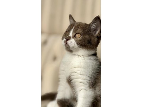 Cinnamon bicolor dişi british shorthair