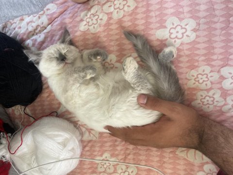 2 aylık aşısı var blue point british shorthair