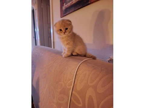2 aylık yavru scottish fold kedilerimiz