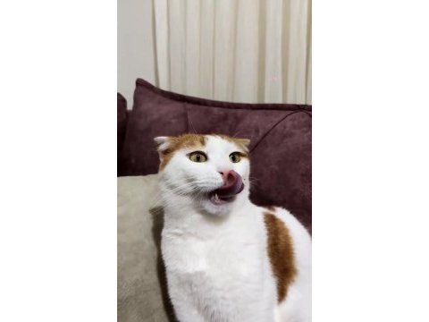 Scottish fold van mix beyaz turuncu