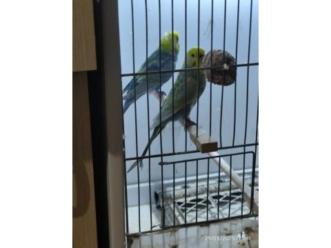 Damızlık rainbow muhabbet çiftler