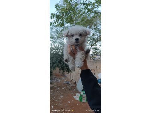 Yavru terrier köpeğimiz