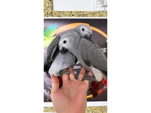 El besleme bebek jakolar