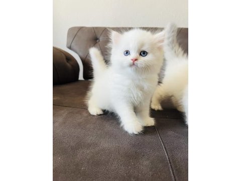 Kral walterin yakışıklı british longhair prensleri
