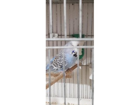Muhabbet kuşlarımız için ulaşın
