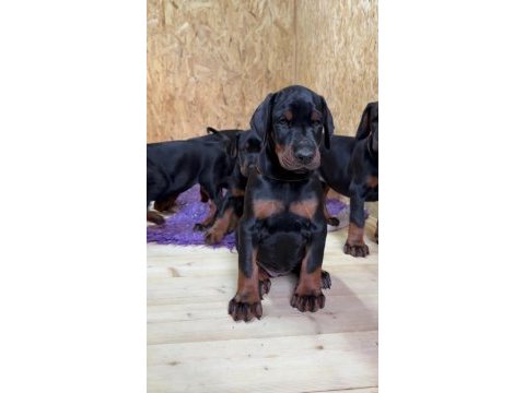 Evinizin neşesi doberman bebişler her yere kapıda öde