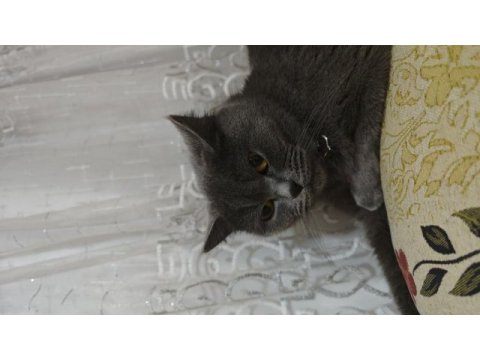 5 yaşında dişi british shorthair