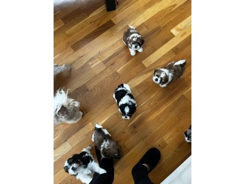 Shih tzu bebekler yeni yuvalarını arıyorlar