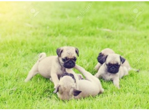 Irk ve sağlık garantili pug