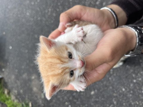 Dişi meraklı oyun canlısı melek kedimiz