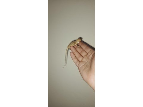 Silkback sakallı ejder (nadir morph)