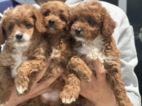 Ankarada wc eğitimli maltipoo yavrular ziyarete açık