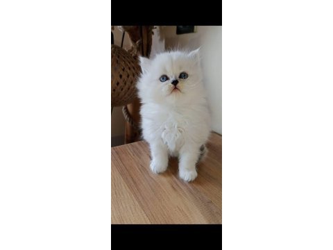 Show kalite silver british longhair yavruları