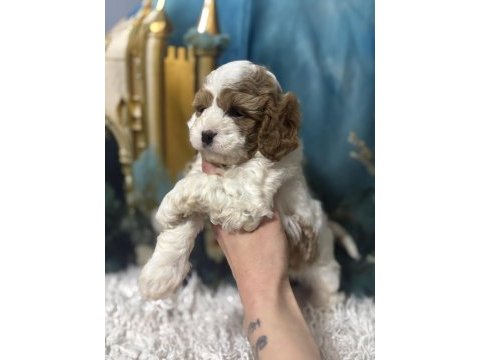Original özel ırk cavapoo yavruları