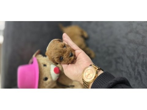 Toy poodle dişi ve erkek yavrumuz