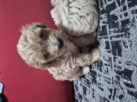 45 günlük 2 erkek maltipoo