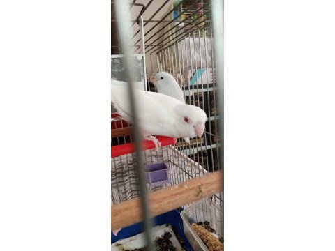 Albino kırmızı göz dişi forpus