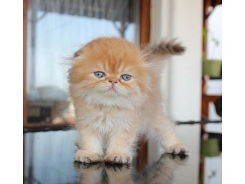 Safkan şecereli chocolate golden erkek scottish fold