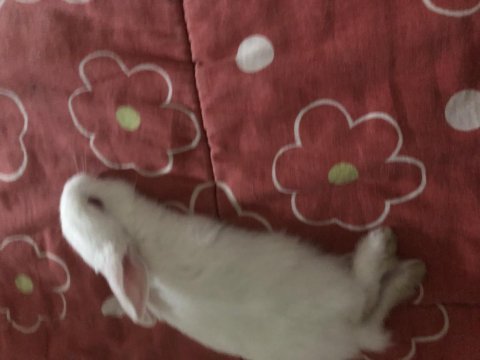 Beyaz cüce albino tavşan (1 tane)