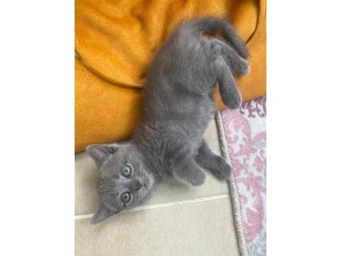 Scottish fold bebekler bebeği