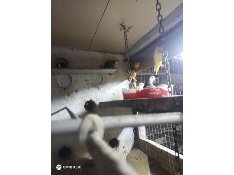 Hobi üretimden sevda papağanı