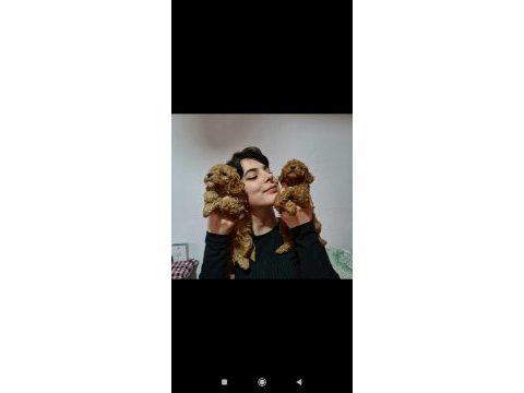 Apricot poodle yavrularımız pet pasaportlu