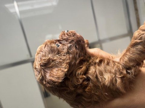 Erkek kalıte poodle yavruları