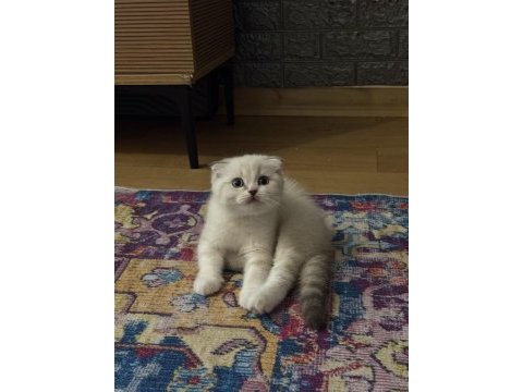 Scottish fold 2 aylık