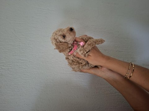 Toy poodle yavrularım sahiplendirilmeye hazır