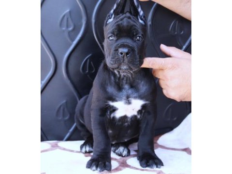 Fcı-kıf secereli cane corso yavrular