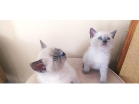 British shorthair minnaklar