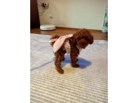 Orjinal red brown toy poodle