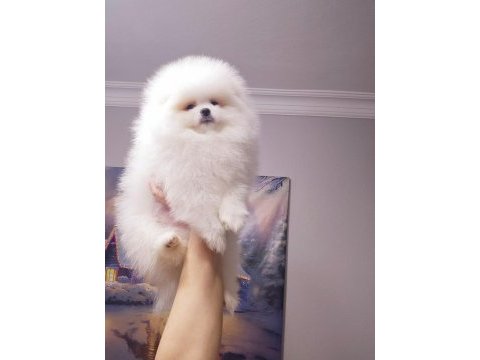 Erkek dişi show kalite pomeranian yavrusu