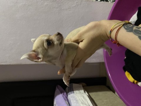 Acil sahiplendiriyorum chihuahua köpeklerimi