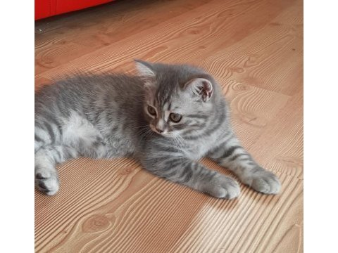 2 aylık tatlı ve oyuncu british shorthair teslime hazır