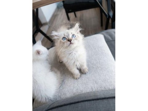 55 günlük orjinal himalayan
