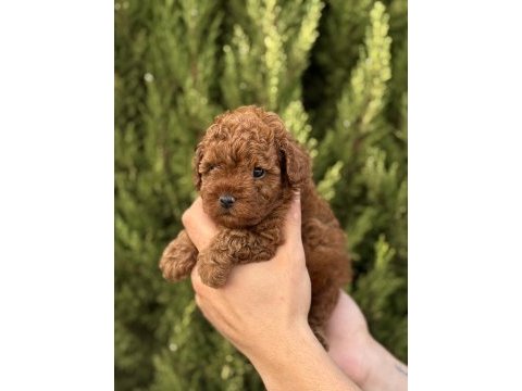 Yasal çiftlikten kurabiye tadında poodle yavrular